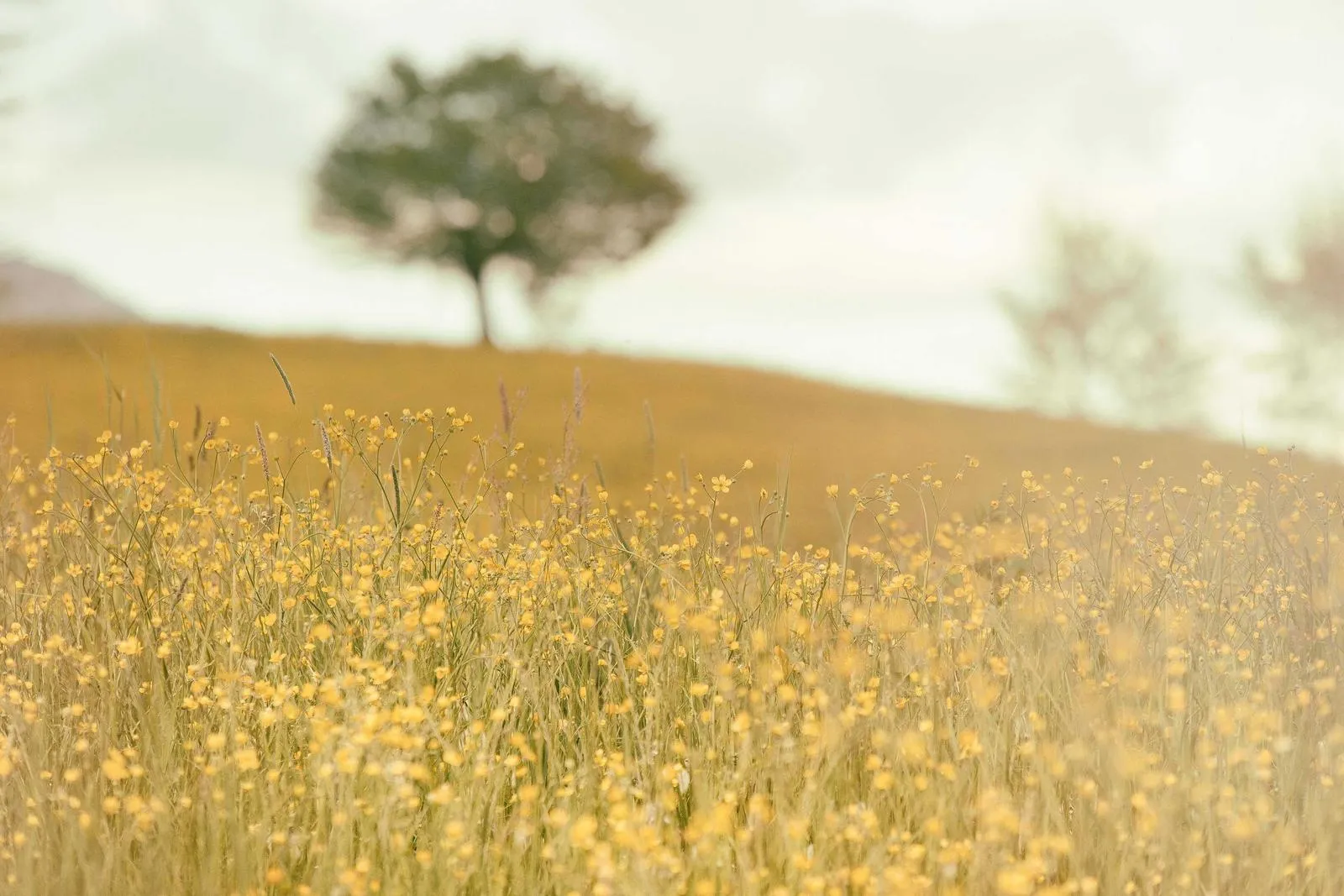 Photograph from Tom Ashby, The Ones Who Show Up