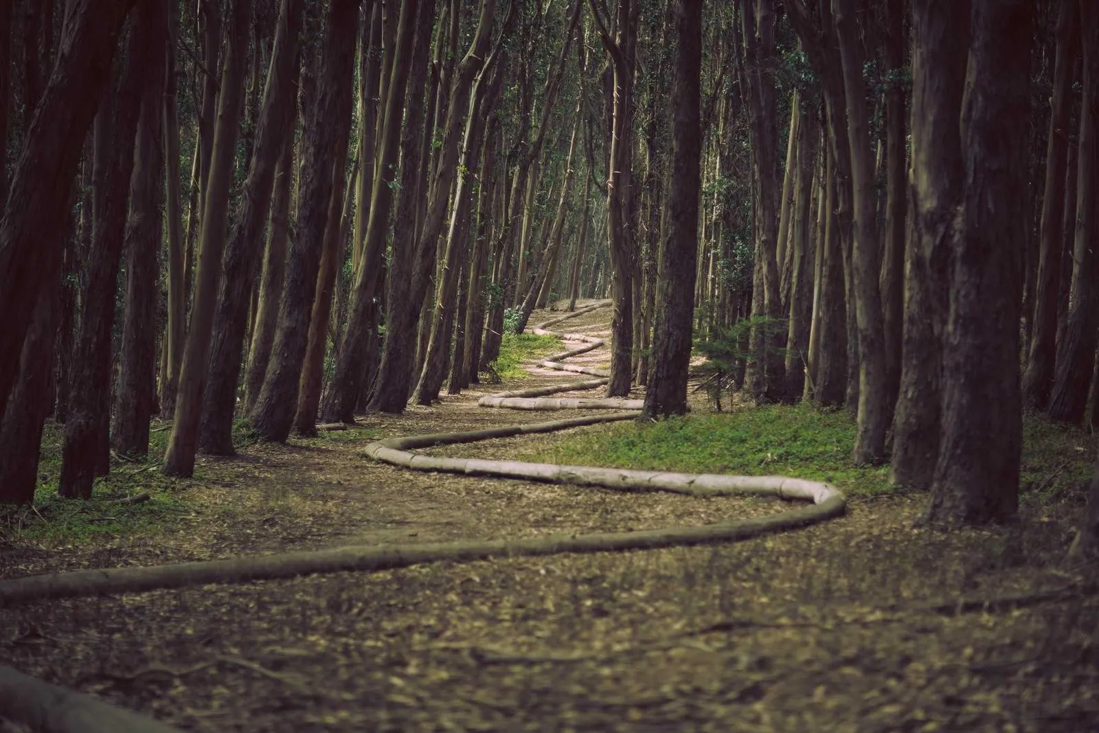 Photograph from Rachel Kim, The Ones Who Show Up